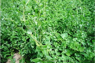 种党参的“被子”，怎么选材蕞妙？