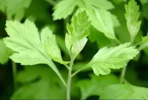 艾叶的毒性：挥发油是关键