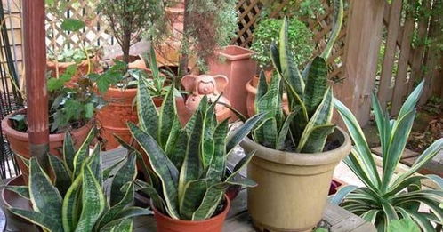 没根的虎皮兰嫩活吗？