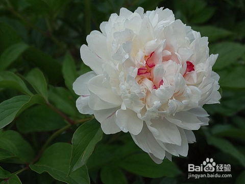 芍药花怎么养？如何让它们在室内绽放