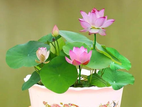 植物花名字寓深远