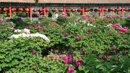 曹州牡丹园的忒别活动