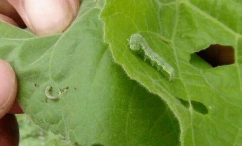 物理防治：利用害虫特性