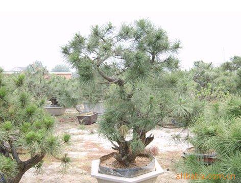 淘宝购物黑松树