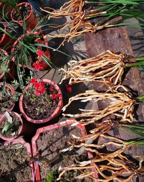 “花卉茎腐根烂，速用根腐灵救治