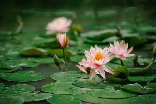 荷花移栽的时机