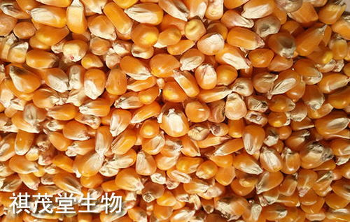 2026年猪饲料价格多少钱一斤？新手如何节省成本买饲料？