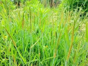 华东地区的常见草本植物