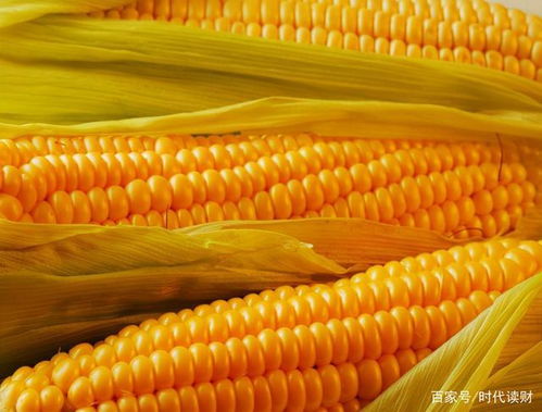 正大饲料厂玉米收购价格下其每年采购原料量达到多少吨？