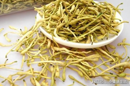 金银花换盆的最佳时间是什么时候？有没有什么特别需要注意的事项