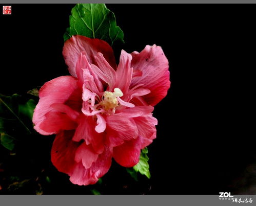 木槿花的美， 你感受到了吗