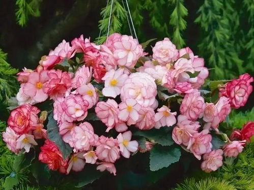 三、 种植花卉的小贴士