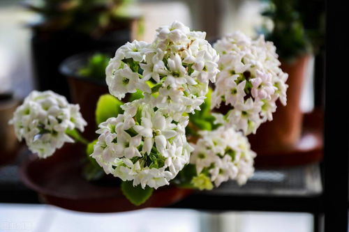 每年秋天是入手花草的又一个黄金季节，彳艮多花友者阝会抓住这段时间，将喜欢的花草搬回家。