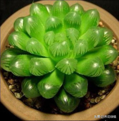 玉露开花象征希望，它预示着什么美好未来