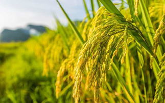 草本植物及其推荐的种植月份