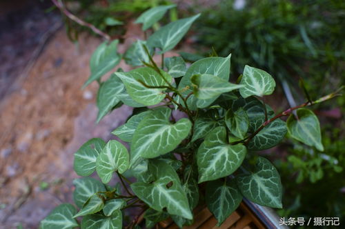 岩生植物挑选的三原则