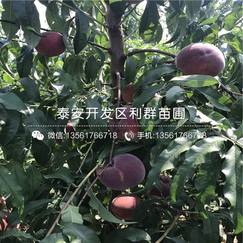 如何根据桃树苗选育出四大新品种，发挥其栽培优势