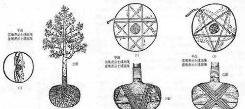 移栽树木， 土球的大小与形状是关键