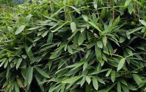 箬竹叶泡水治疗腰疼的具体服用方法和注意事项