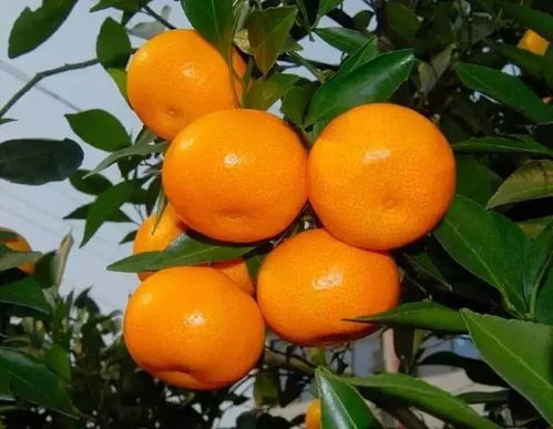 多菌灵泡桔子，真的那么可怕吗？