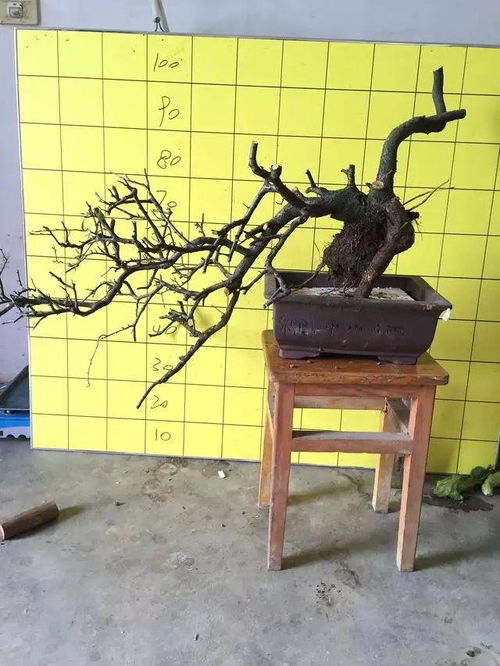 腊梅下山桩冬季怎么养？如何让它们安全越冬