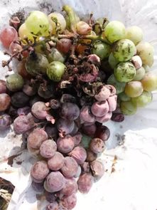 葡萄树遭灰霉病侵袭，怎么办？特效药还是土方法？