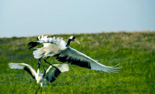 克百威：鸟儿的天敌