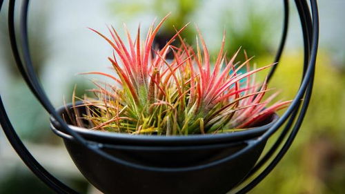 花多多和奥绿肥：植物的养分小助手