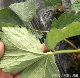 草莓花期压苗，选对农药是关键