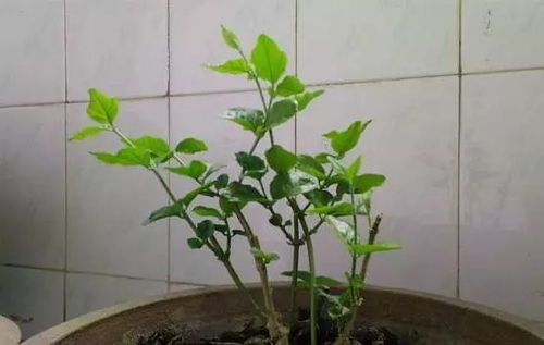 君子兰老不开花？试试这些养殖方法