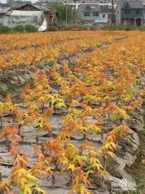 红枫树嫁接技巧揭秘：如何高效完成畜牧行业关键步骤？