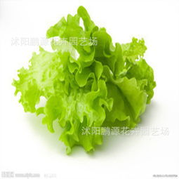 生菜种子与蔬菜种子的那些事儿