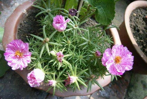 西北大地上的花朵传奇