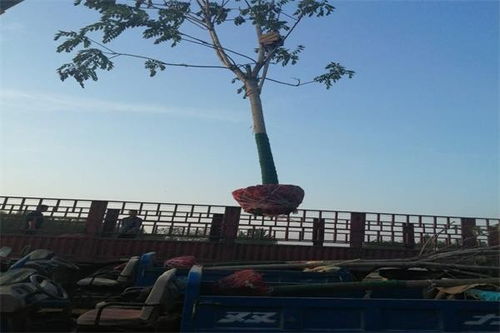 绿化工程中的千头椿