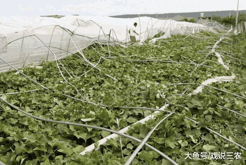 2. 种植经验分享