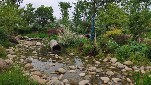 探秘南充乡土植物：耐旱又抗洪的“隐形英雄”