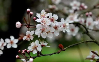 梅花的四季盛开