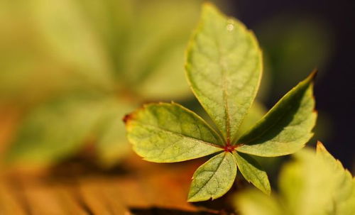 亚磷酸钾：微酸肥料， 与农药化肥兼容