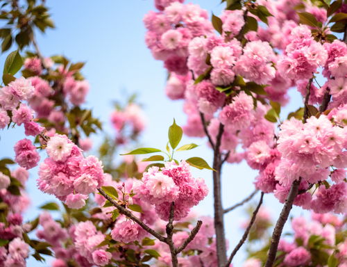 翠菊，寓意坚韧与高洁