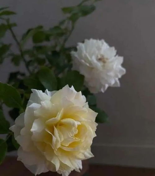 大花月季：高贵典雅，价格不菲