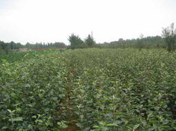 花卉苗木滞销，怎么办？网红经济来帮忙！