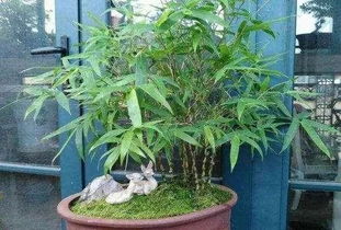 佛肚竹搭配花盆的五种美观方案，让你家中绿意盎然！