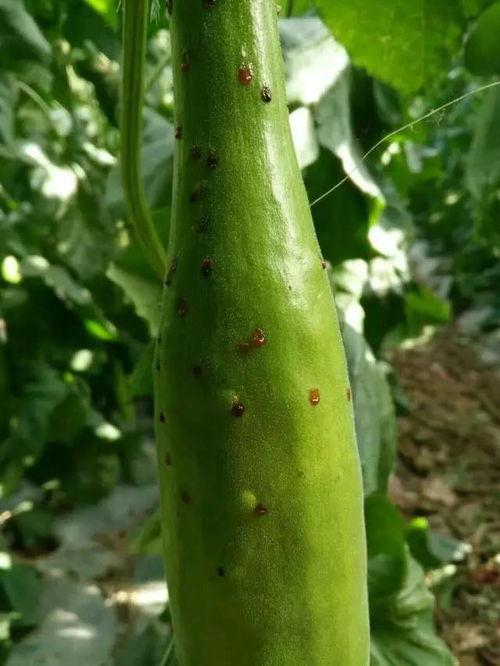 厚皮甜瓜病虫害多，防治关键在预防