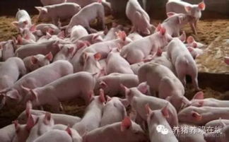 养猪达人揭秘：大圈养猪