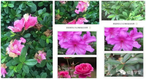 识花软件大揭秘：花草形色识别，轻松get植物知识！