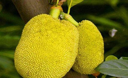 菠萝蜜钻心虫防治方法与菠萝蜜心腐病防治措施相结合