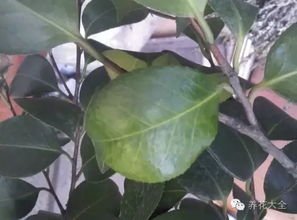 皂角种子成熟的季节