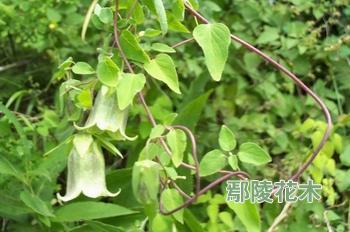 党参播种多用种子直播和育苗移栽，育苗移栽是目前常用方法。