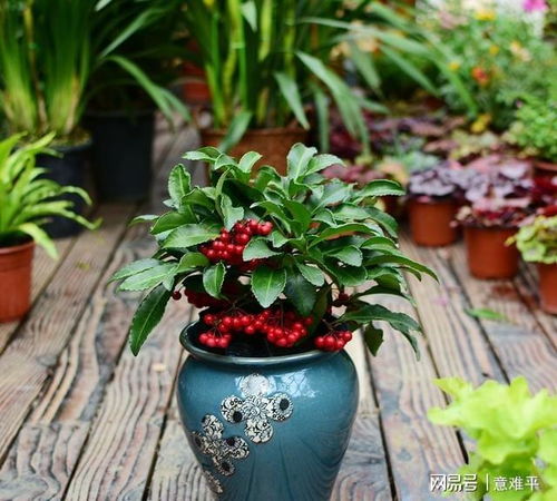 常见的红色花朵