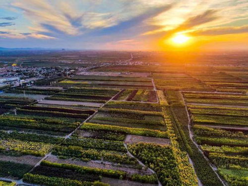 呼图壁县：西北地区规模Zui大的苗木生产交易集散基地